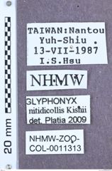 Etikett zu Glyphonyx nitidicollis (Kishii, 1991)